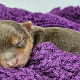 Yorkshire Terrier Puppies from Lady A's Yorkies