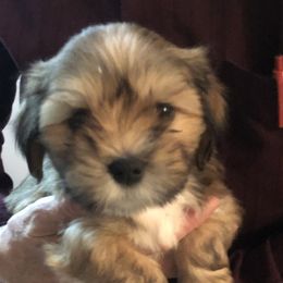 Lhasa Apso Puppies from Kories Kennels
