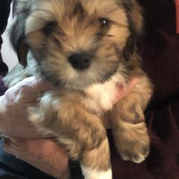 Lhasa Apso Puppies from Kories Kennels