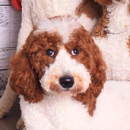 Dahlia - Poodle