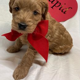 "Cupid, Male - Ready 1-29-22" Goldendoodle Puppies from OnlyGoldendoodles