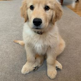 Golden Retriever Puppies from Gracie's Goldens
