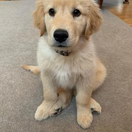 Golden Retriever Puppies from Gracie's Goldens