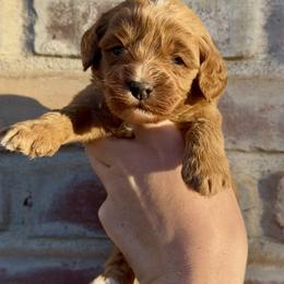 Toby (yellow collar ) - Red male Cavapoo puppy in Redding, California from Lipscomb Doodles