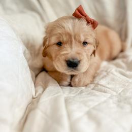 Golden Retriever Puppies from Rose n’ Thistle Farm