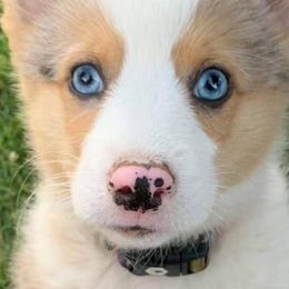 American Corgis from Currin Corgis