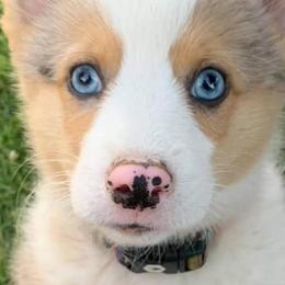 American Corgis from Currin Corgis