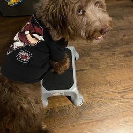 Aussiedoodle All Grown Up from Aspen Mountain Doodles LLC