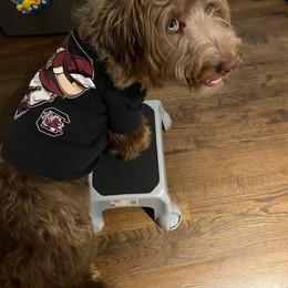 Aussiedoodle All Grown Up from Aspen Mountain Doodles LLC