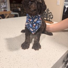 Boy 5 - Red phantom male Aussiedoodle puppy in Florida from Doodles & Danes