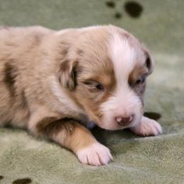 Eagle - Red merle male Australian Shepherd puppy in Weatherford, Texas from Ridgestar Aussies