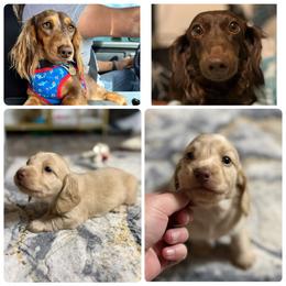 Butterfinger - Cream female Dachshund puppy in Sterling, Colorado from Country Chics Doxies