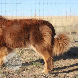 Evee - Australian Shepherd