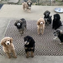 Poodle Puppies from Cosmic Caliber Standard Poodles