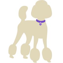 Purple collar girl - Cream female Poodle puppy in Forest City, Florida from Forest City Standard Poodles