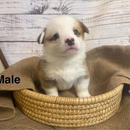 Boy 5 - White and red male Pembroke Welsh Corgi puppy in Ridgeland, South Carolina from FOF Lowcountry Corgis