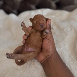 Brown collar male - Red  male Goldendoodle puppy in Fort Myers, Florida from Gandystailsofjoy