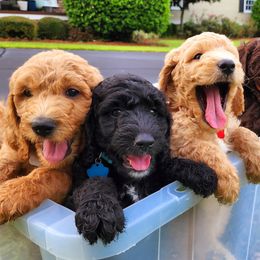 Goldendoodle Puppies from Lucky's Doodlez
