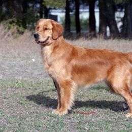 Golden Retriever Puppies from Gower Goldens