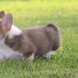 Pembroke Welsh Corgi Puppies from Elderwood Farms