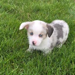 Chase - Brindle merle and white male American Corgi puppy in Walker, Iowa from Double K Corgis