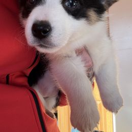 Yellow Collar - Sable and white female American Corgi puppy in Glenwood, Minnesota from Crystal Blue Corgi