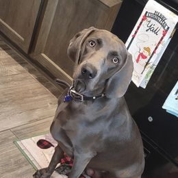 Octavia  - Weimaraner