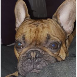 Shadow - French Bulldog