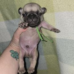 Bluey - Fawn male Pug puppy in Auburn, Kentucky from Prentice Family Pugs
