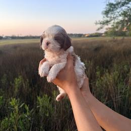 Cavalier King Charles Spaniel Puppies from Lauren Muns