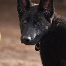 German Shepherd Puppies from Shepherds of Anarchy