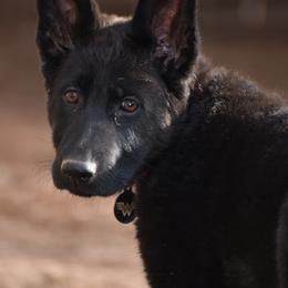 German Shepherd Puppies from Shepherds of Anarchy