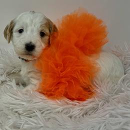 Orange Female - Parti female Goldendoodle puppy in Great Falls, Montana from Montana Goldendoodles