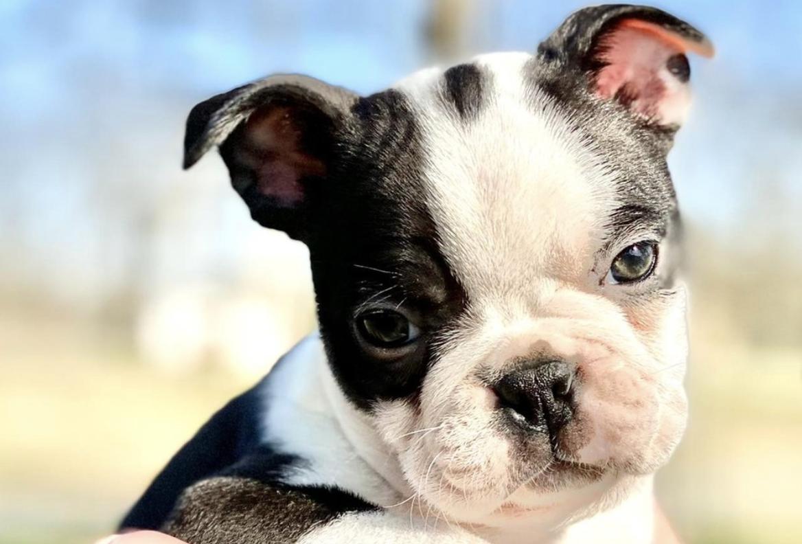 Gartenflagge Boston Terrier Mit Weihnachtsmannmütze – 30,5 X 45,7 Cm, Aus Polyester, Einseitig Bedruckt