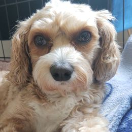 Cavapoos from Kingdom Cavapoos