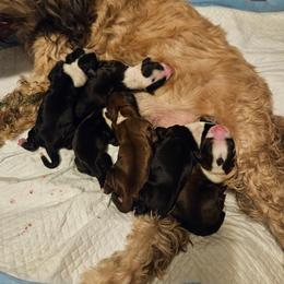 Tibetan Terrier puppies from West Coast Tibetans