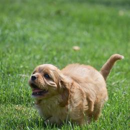 Muffy - Ruby male Cavalier King Charles Spaniel puppy in Narvon, Pennsylvania from Stoltzfus Family Puppies (license number 18844)