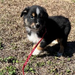 Clark - Black tri-color male Australian Shepherd puppy in Butler, Georgia from Aussies at Howling Hill Farm