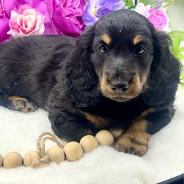 Farron - Cream male Dachshund puppy in Exeter, California from Sawtooth Miniature Dachshunds