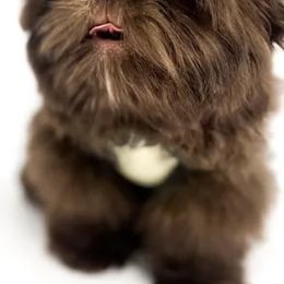 Zig - Shih Tzu