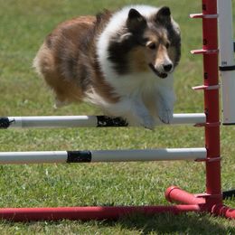 Shetland Sheepdog All Grown Up from Mystique Shelties