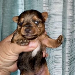 Yorkshire Terrier Puppies from Neverland Yorkies