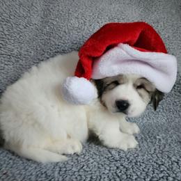 Loki - Red Collar - White and badger male Great Pyrenees puppy in Monmouth, Maine from Flewelling Great Pyrenees