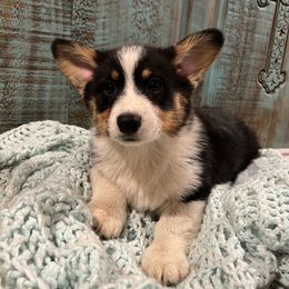 Pembroke Welsh Corgi Puppies from The King’s Corgis