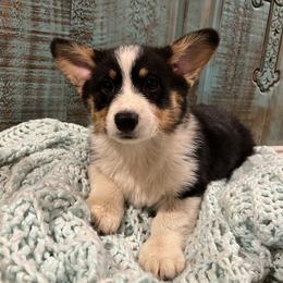 Pembroke Welsh Corgi Puppies from The King’s Corgis