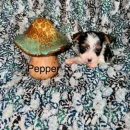 Pepper - Parti female Yorkshire Terrier puppy in Clarksburg, Indiana from Hidden Gems Parti Yorkies