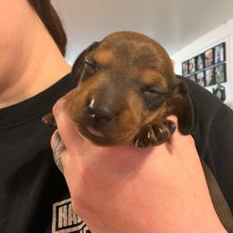 Orange Collar - Red male Dachshund puppy in La Pine, Oregon from RoseDox Dachshunds