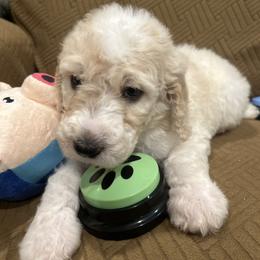 Louie - Parti male Poodle puppy in Mobile, Alabama from Semmy’s Standard Poodle LLC