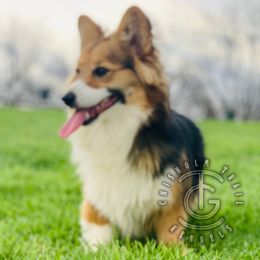 Beth - Pembroke Welsh Corgi