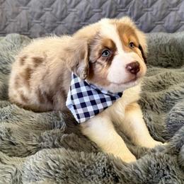 Wild Turkey - Red merle male Australian Shepherd puppy in Camp Verde, Arizona from Bullet & Whiskey’s Pups
